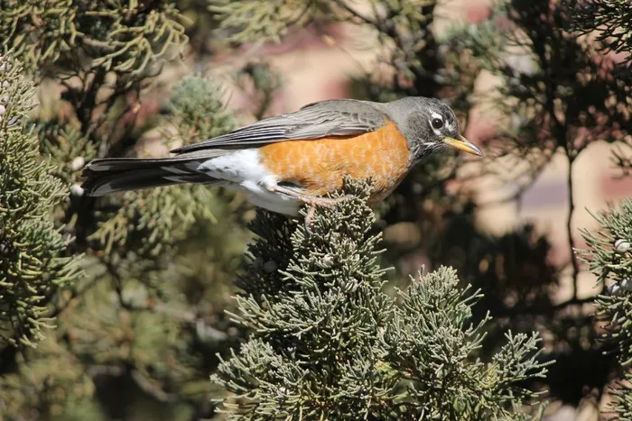 Turdus Migratorius，美国罗宾，野生动物，鸟