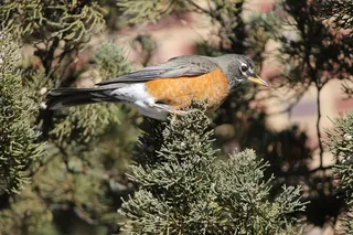 Turdus Migratorius，美国罗宾，野生动物，鸟