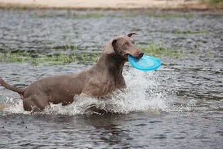 威玛，动物，狗，鼻子，水，湿，毛皮，水域
