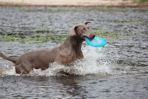威玛,动物,狗,鼻子,水,湿,毛皮,水域 威玛,动物,狗,鼻子,水,湿,毛皮,水域