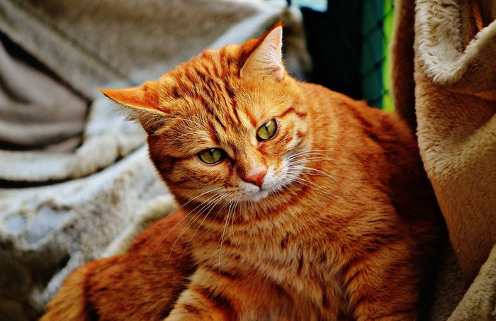 猫，宿醉，红色，可爱，鲭鱼，虎，甜