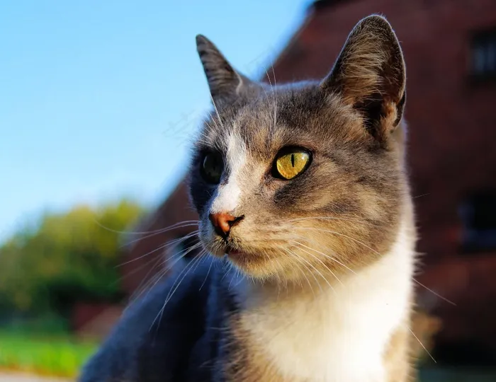 猫，女性，头，肖像，毛皮，宠物，注意，关闭