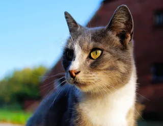 猫，女性，头，肖像，毛皮，宠物，注意，关闭