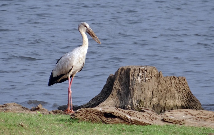 亚洲Openbill，亚洲Openbill鹳