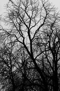 树，藤，生态，自然，冬季，环境