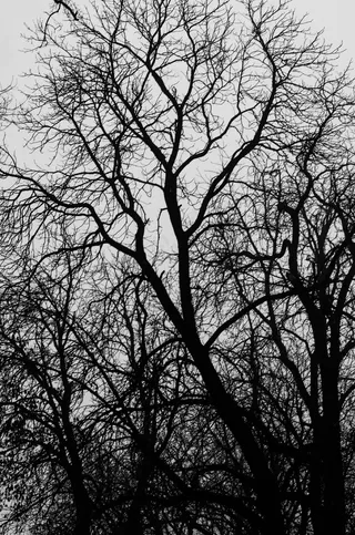 树，藤，生态，自然，冬季，环境