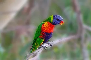 鹦鹉，鸟，鸟的分支，五彩鸟，美丽