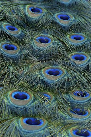 孔雀，羽毛，蓝色，鸟，性质，多彩