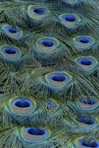 孔雀，羽毛，蓝色，鸟，性质，多彩