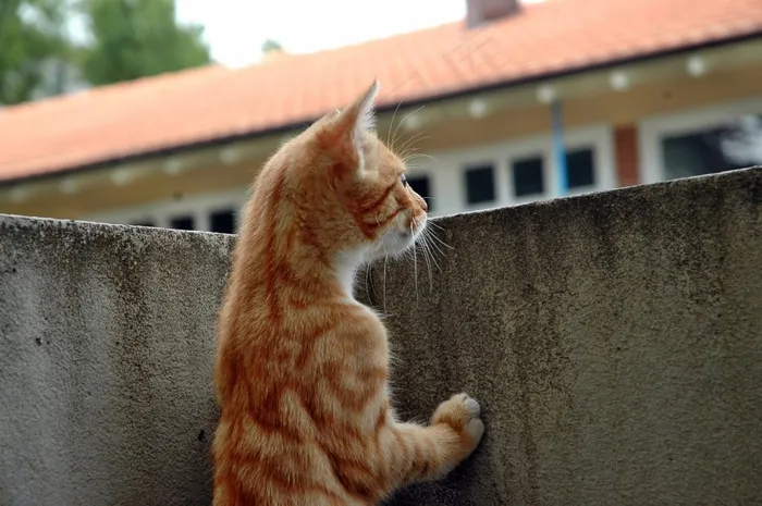猫，小猫，手表，保持警惕，看