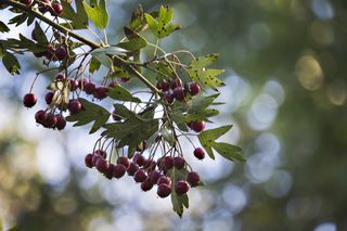 山楂，秋季，性质，水果，红色，山楂果