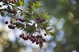山楂，秋季，性质，水果，红色，山楂果