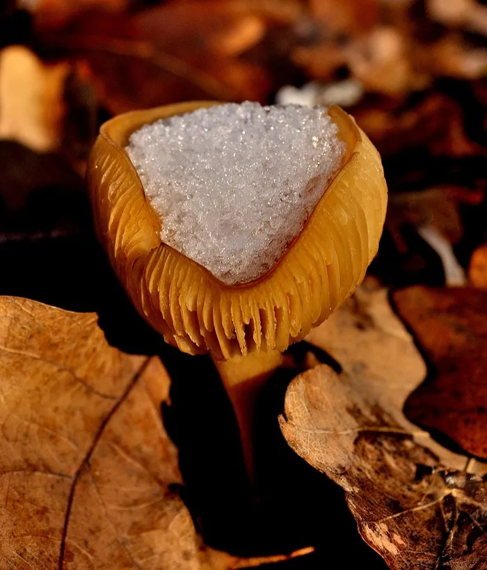 蘑菇，雪，叶子，冬季，性质，森林，秋