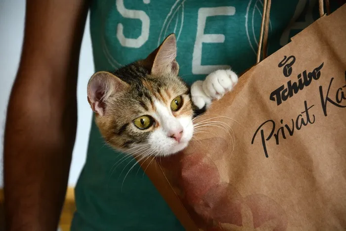 猫，可爱，顽皮
