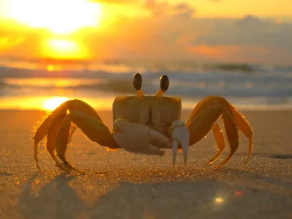Siri,海滩,蟹,Mar,沙,Sol Siri,海滩,蟹,Mar,沙,Sol