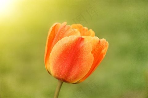 郁金香,花,春天的花朵,Schnittblume,春天 郁金香,花,春天的花朵,Schnittblume,春天