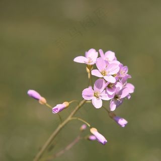 工作服，植物，鲜花，粉红色，性质，关闭，春天