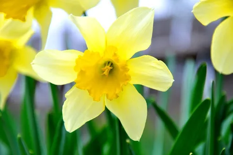 水仙花,花,黄色花 水仙花,花,黄色花