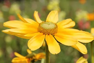 花，开花，关闭，野花，盛开