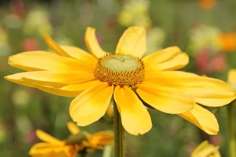 花,开花,关闭,野花,盛开 花,开花,关闭,野花,盛开