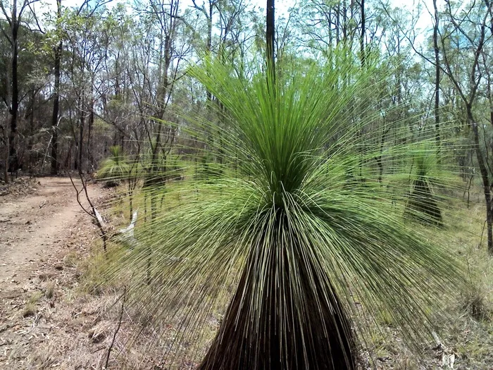 澳大利亚，植物，自然，景观，植物，自然