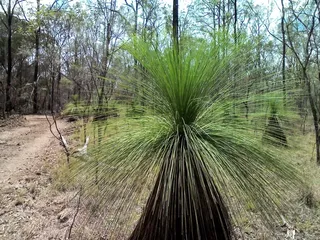 澳大利亚，植物，自然，景观，植物，自然