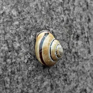 蜗牛，动物，自然，贝壳，慢慢地，花园