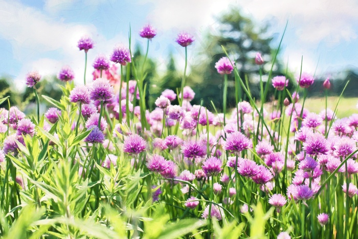 细香葱，盛开，紫色，鲜花，草本植物，花园，植物