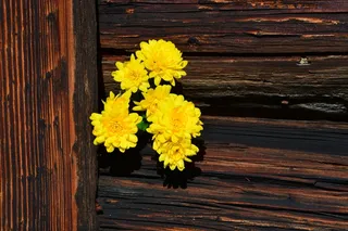 菊花，鲜花，黄色，木材，棕色