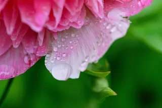 牡丹，雨，滴灌，雨滴，性质，宏，串珠