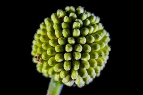 小花，花，野花，绿色