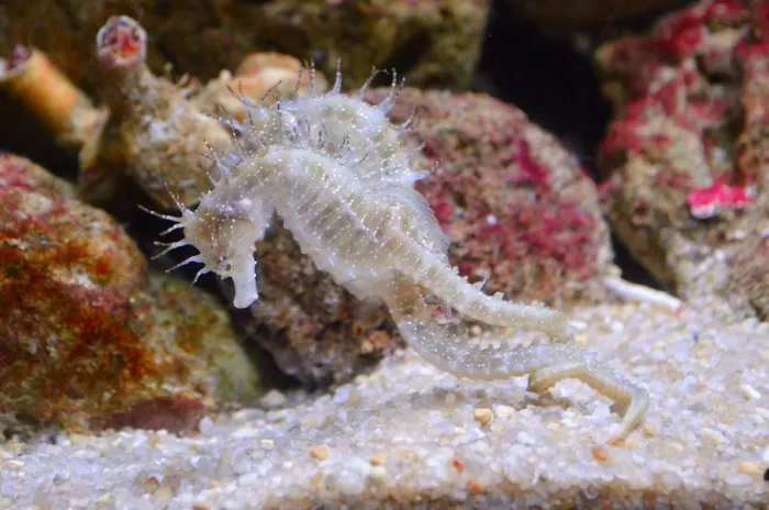海马，水生物，海，海洋，水下