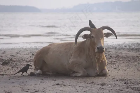 哺乳类,小狗,北山羊,鬣羊,角马,牛和海滩上的鸟