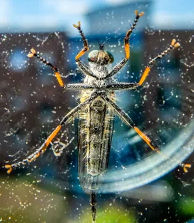 昆虫，盘，爬行，令人毛骨悚然，烦人