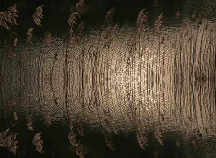 芦苇，湖泊风景，水机，银行，太阳晒，池塘，性质，匆忙，心情