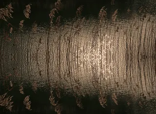 芦苇，湖泊风景，水机，银行，太阳晒，池塘，性质，匆忙，心情