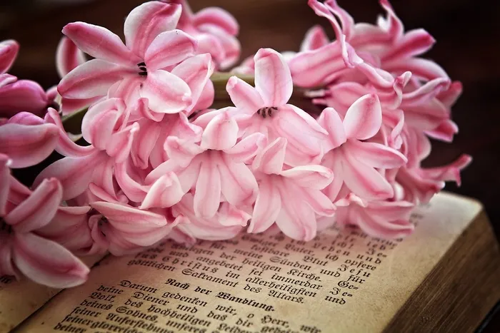 风信子，鲜花，粉红色，香花，春天的花朵