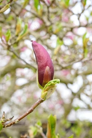 玉兰花，关闭，玉兰花，关闭，开花