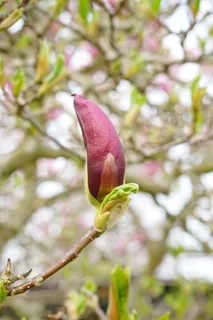 玉兰花,关闭,玉兰花,关闭,开花 玉兰花,关闭,玉兰花,关闭,开花