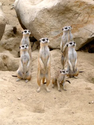 猫鼬，动物园，动物，沙，沙漠，注意，保持警惕