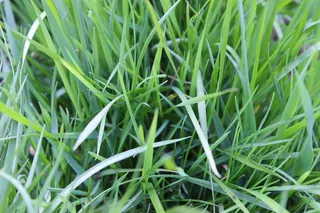 草叶，草地，牧场，性质，高峰，草