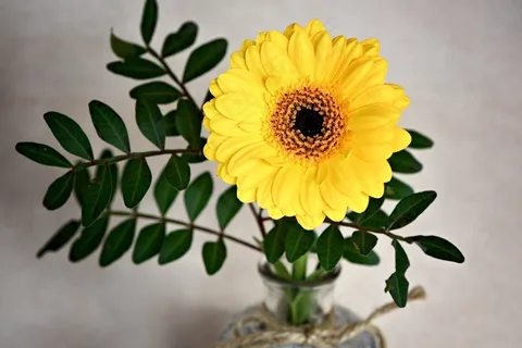 非洲菊,花,开花,黄色,Schnittblume 非洲菊,花,开花,黄色,Schnittblume