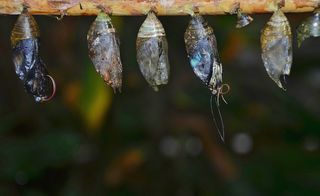 斑驳，茧，幼虫，幼虫，昆虫幼虫，宏