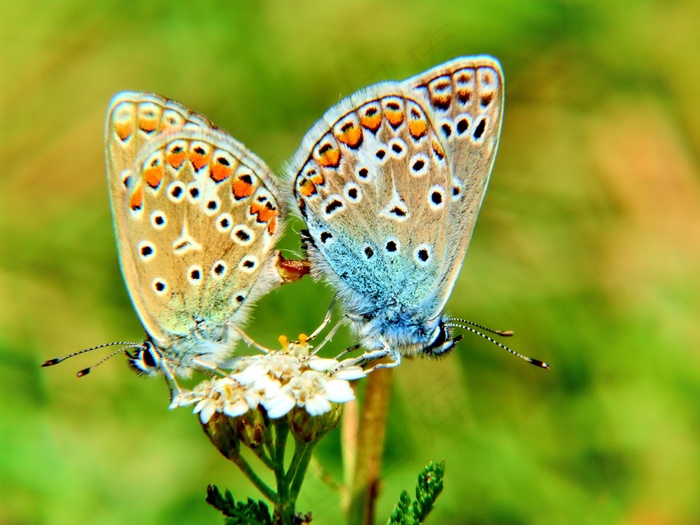 蝴蝶，特写，自然，昆虫，美，昆虫