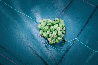 增长，自然，自然，绿色，绿化，花园