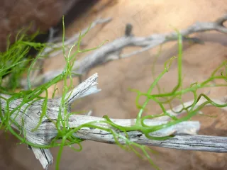 漂流木，绿藻，自然，天然，藻类