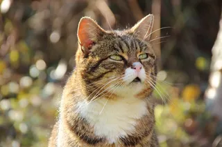 猫，肖像，关闭，动物，表情，猫脸