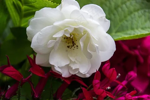 玫瑰,鲜花,背景,花,花园,夏天 玫瑰,鲜花,背景,花,花园,夏天