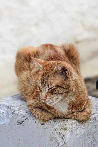 猫，睡眠，打Do睡，家猫，宠物，阿迪达斯，红猫