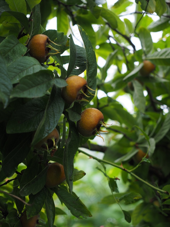 枸杞子，水果，Mespilus Germanica，食用，真正的枸杞子